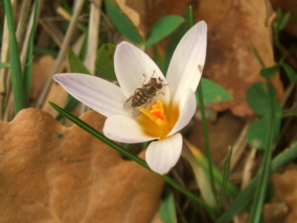 Crocus da determinare